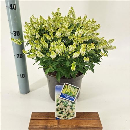 Pieris Jap Purity