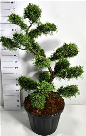 Juniperus Pfitz Aurea.