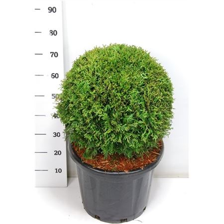 Thuja Occ Brabant Ball