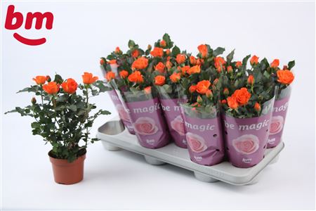 Rosa Orange Jewel (bm)