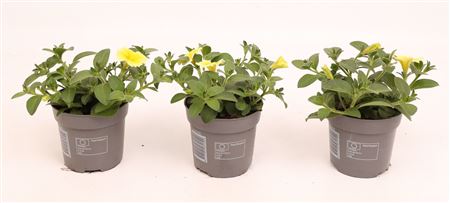 Petunia Bee's Knees Yellow