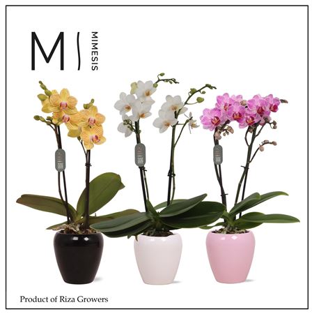 Phal 2st Mini Mix 16+ In Ceramic (mimesis)