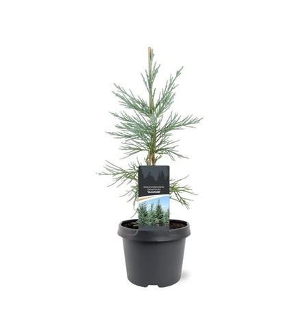 Sequoiadendron Giganteum Glaucum