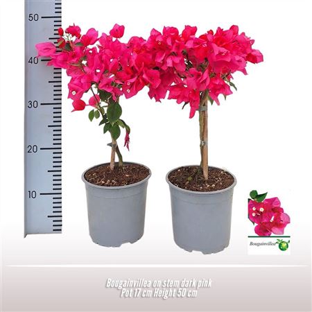 Bougainvillea White Pyramid