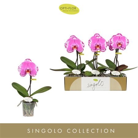 Phal Singolo Victorio