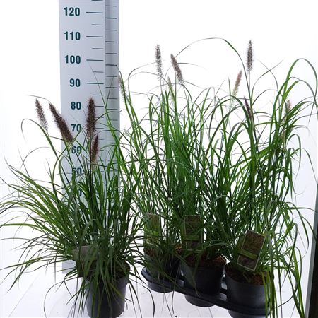 Pennisetum Alop Black Beauty
