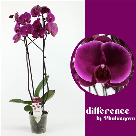 Phal 2st Purple 18+ (phalaenova)