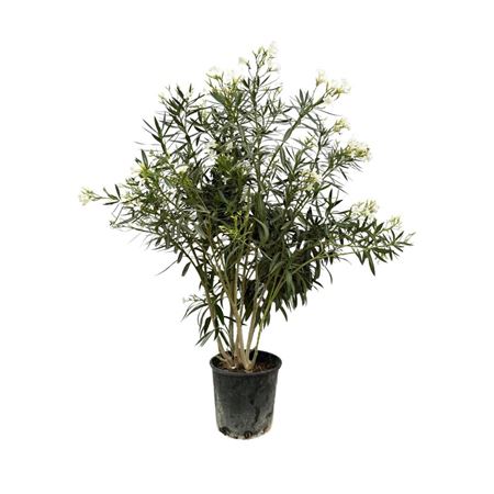 Nerium Oleander White Bush