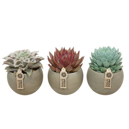 Echeveria Mix In Stone Bowl