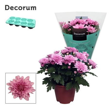 Chrys Grandezza Pink (decorum)