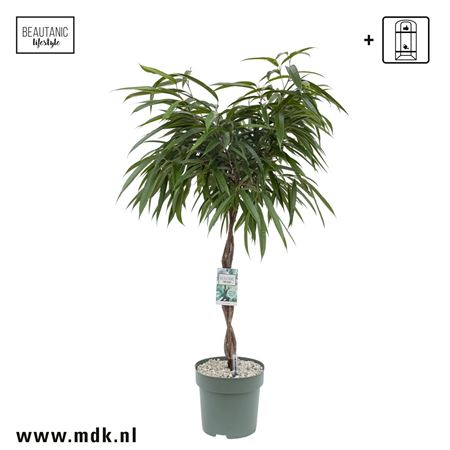 Ficus Bin Alii Twisted Stem