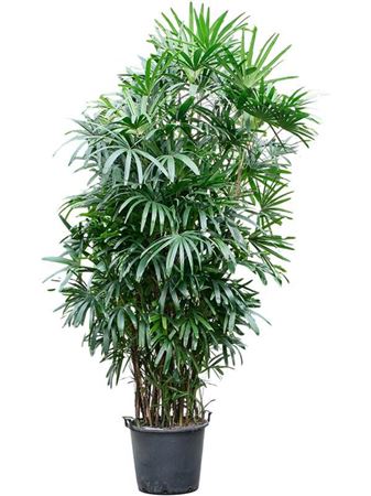 Rhapis Excelsa (300-330)