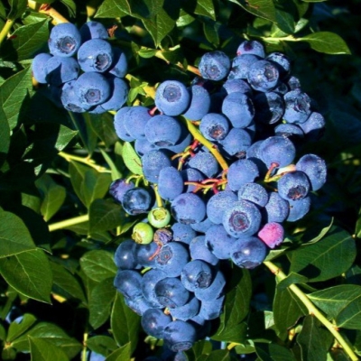 Голубика высокорослая Река