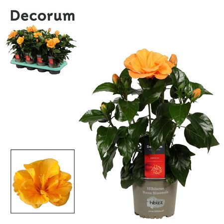 Hibiscus Jazz Orange Double 4+ (decorum)