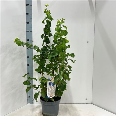 Corylus Avellana Medusa