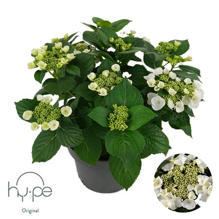 Hydrangea Ma Lacecap White 7+ (hy-pe)