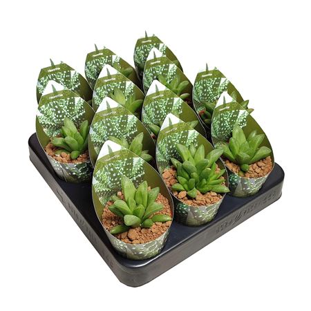 Haworthia Turgida Potcover