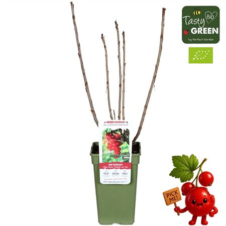 Ribes Rubrum Jonkheer Van Tets Bio