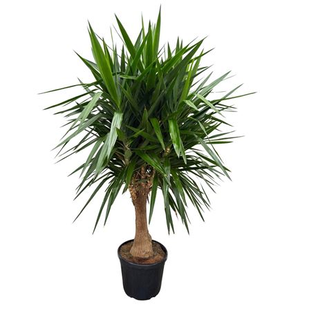Yucca Elephantipes