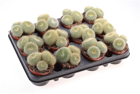 Notocactus Graessnerii