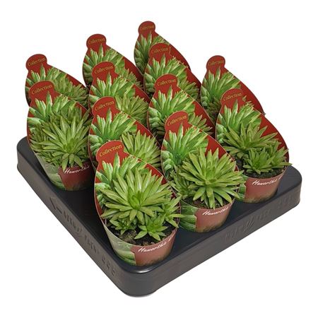 Haworthia Kikuhigasa Potcover