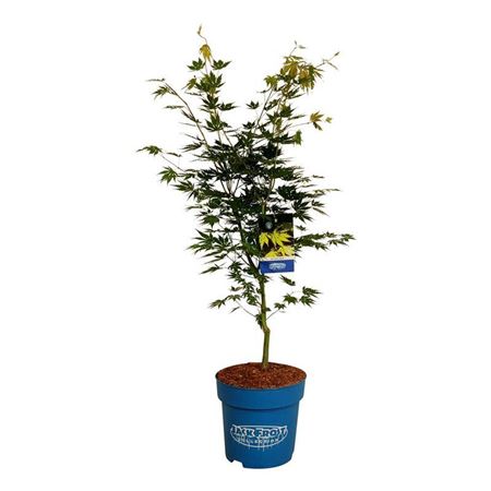 Acer Arctic Jade