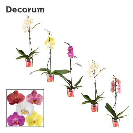 Phal 1st Mix 9+ Decorum (duijn-hove)