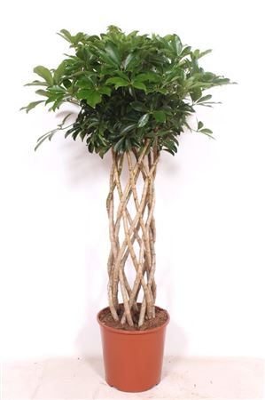 Шеффлера компакта трубчатая