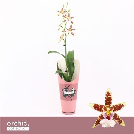 Cambria 1st Renaissance White Orchid Collect