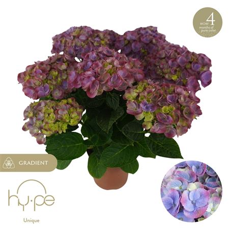 Hydrangea Ma Hi Island Purple 5+ (hy-pe)