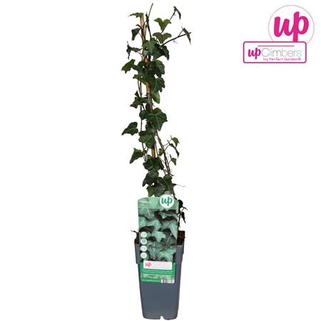 Hedera Helix