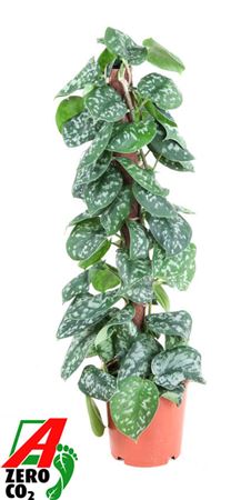 Epipremnum Pictus Trebie Mosspole