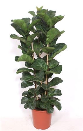 Ficus Lyrata Bambino 3pp