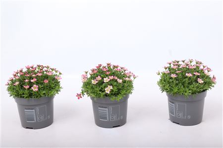 Камнеломка Марто Ред