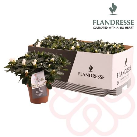 Azalea Flandresse Innocent White