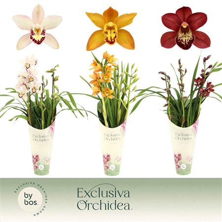 Cymbidium 3st Mix Exclusiva Orchidea Potcover