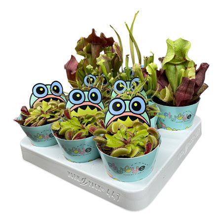 Vleesetende Planten Mix 8,5 Cm In Flybye Potcover