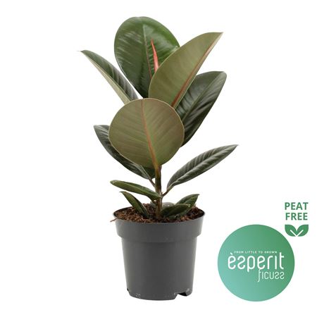 Ficus El Robusta