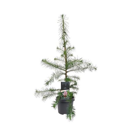 Larix Decidua
