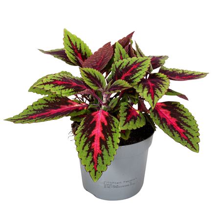 Coleus Ruby Road