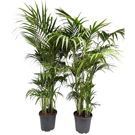 Howea Forsteriana 8pp