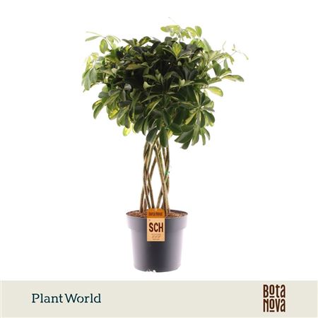 Schefflera Gold Capella Tube (decorum)