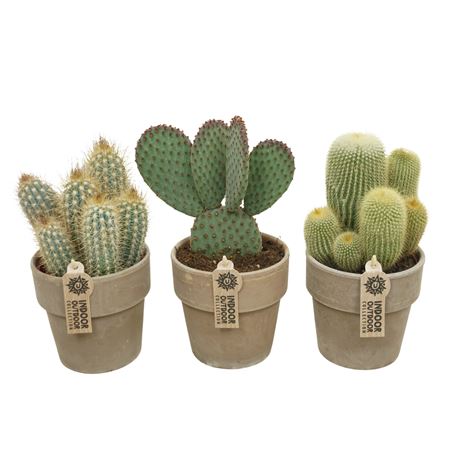 Cactus Mix Terracotta