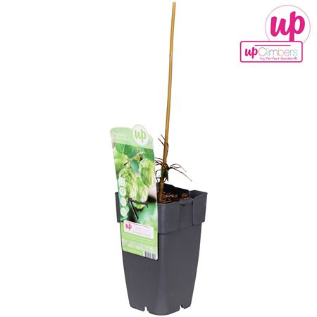 Humulus Lupulus Nordbrau