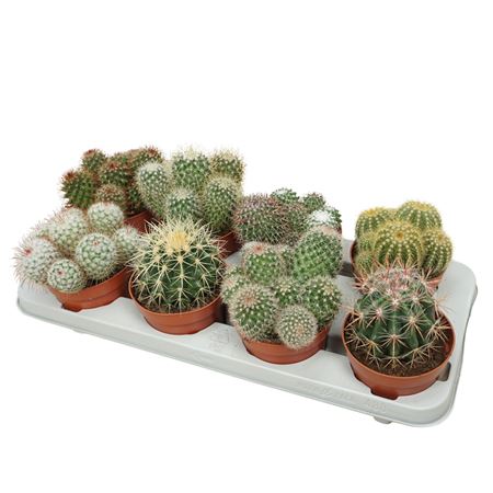 Bolcactus Mix 12 Cm