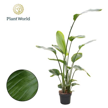 Strelitzia Nicolai 3 Pp160-180cm
