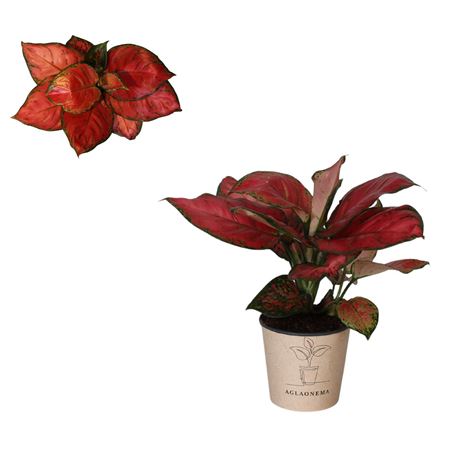 Aglaonema Beauty Red