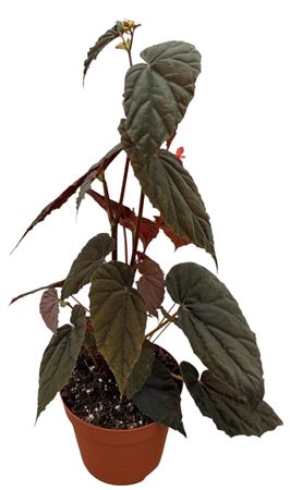 Begonia Sp Black Bloodie