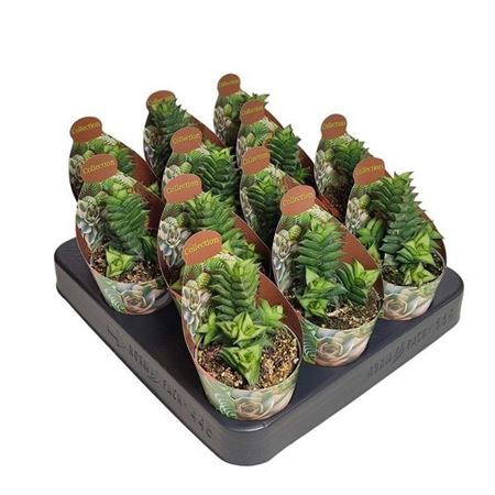 Astroloba Spiralis Potcover