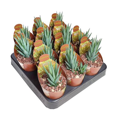 Haworthia Glauca Potcover